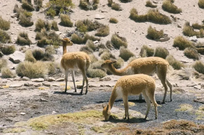 Framed Print : Vicunas grazing on moss at spring, Parque Nacional de Lauca, Chile, South America Framed Print : Vicunas grazing on moss at spring, Parque Nacional de Lauca, Chile, South America