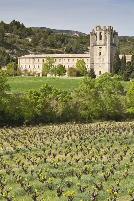 Framed Print : View of the Abbey of Sainte-Marie d Orbieu, Lagrasse, across vineyards in Languedoc-Roussillon, France, Europe Framed Print : View of the Abbey of Sainte-Marie d Orbieu, Lagrasse, across vineyards in Languedoc-Roussillon, France, Europe