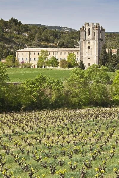 View of the Abbey of Sainte-Marie d Orbieu, Lagrasse, across vineyards in Languedoc-Roussillon, France, Europe