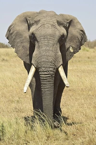 Front view of African elephant