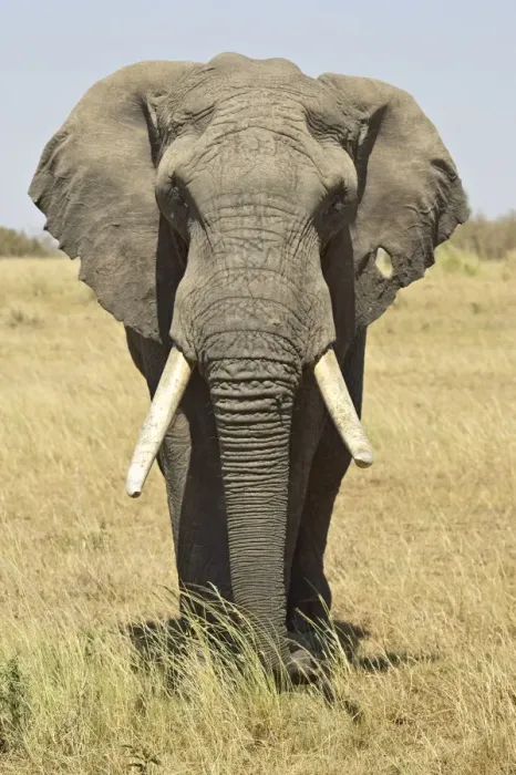Framed Print : Front view of African elephant Framed Print : Front view of African elephant