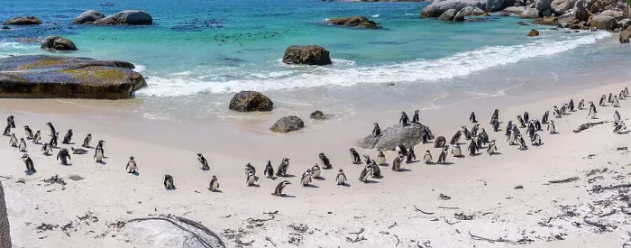 Framed Print : View of African penguins on Boulders Beach, Seaforth, Table Mountain National Park, Cape Town, Western Cape, South Africa, Africa Framed Print : View of African penguins on Boulders Beach, Seaforth, Table Mountain National Park, Cape Town, Western Cape, South Africa, Africa