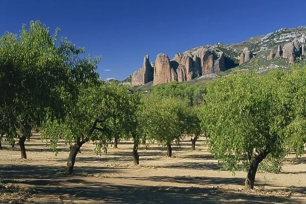 View through almond trees to the cliffs of Mallos de Riglos