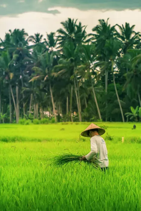 Framed Print : View of a Balinese wearing a typical conical hat working in the paddy fields, Sidemen, Kabupaten Karangasem, Bali, Indonesia, South East Asia, Asia Framed Print : View of a Balinese wearing a typical conical hat working in the paddy fields, Sidemen, Kabupaten Karangasem, Bali, Indonesia, South East Asia, Asia