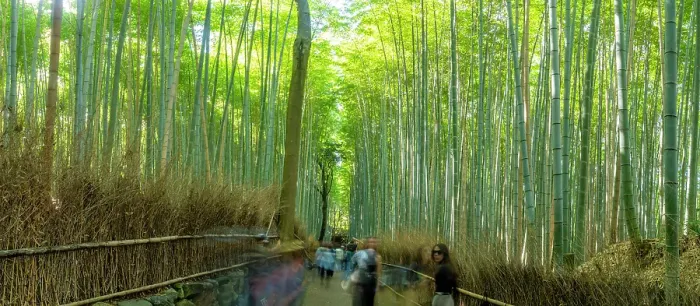 Framed Print : View of Bamboo walkway, Sagatenryuji Tateishicho, Ukyo Ward, Kyoto, Honshu, Japan Framed Print : View of Bamboo walkway, Sagatenryuji Tateishicho, Ukyo Ward, Kyoto, Honshu, Japan