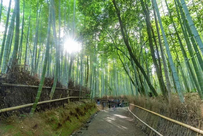 Framed Print : View of Bamboo walkway, Sagatenryuji Tateishicho, Ukyo Ward, Kyoto, Honshu, Japan Framed Print : View of Bamboo walkway, Sagatenryuji Tateishicho, Ukyo Ward, Kyoto, Honshu, Japan