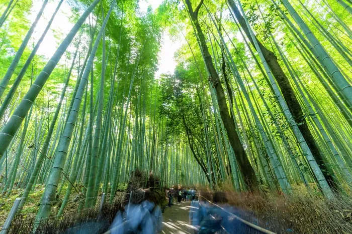 Framed Print : View of Bamboo walkway, Sagatenryuji Tateishicho, Ukyo Ward, Kyoto, Honshu, Japan Framed Print : View of Bamboo walkway, Sagatenryuji Tateishicho, Ukyo Ward, Kyoto, Honshu, Japan