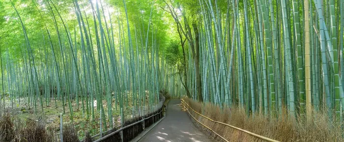 Framed Print : View of Bamboo walkway, Sagatenryuji Tateishicho, Ukyo Ward, Kyoto, Honshu, Japan Framed Print : View of Bamboo walkway, Sagatenryuji Tateishicho, Ukyo Ward, Kyoto, Honshu, Japan