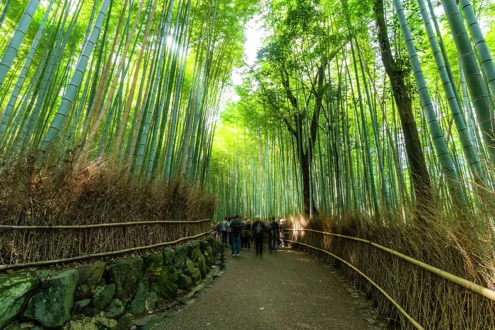 Framed Print : View of Bamboo walkway, Sagatenryuji Tateishicho, Ukyo Ward, Kyoto, Honshu, Japan Framed Print : View of Bamboo walkway, Sagatenryuji Tateishicho, Ukyo Ward, Kyoto, Honshu, Japan