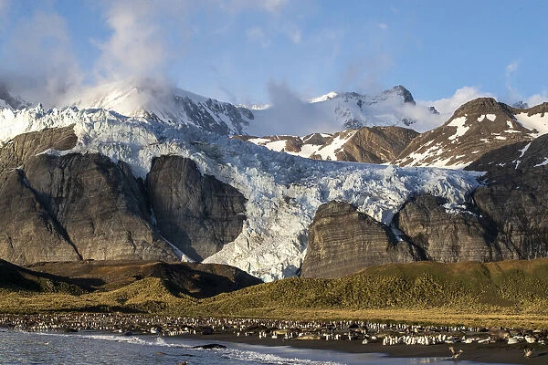 A view of the Bertrab Glacier in Gold Harbour on the island of South Georgia, South Atlantic, Polar Regions