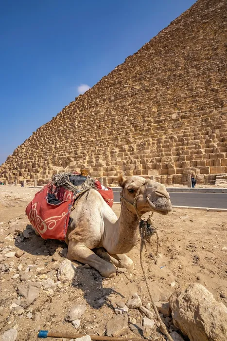 Framed Print : View of camel (Camelus) with the Great Pyramid of Giza in the background, Giza, Cairo, Egypt, Africa Framed Print : View of camel (Camelus) with the Great Pyramid of Giza in the background, Giza, Cairo, Egypt, Africa