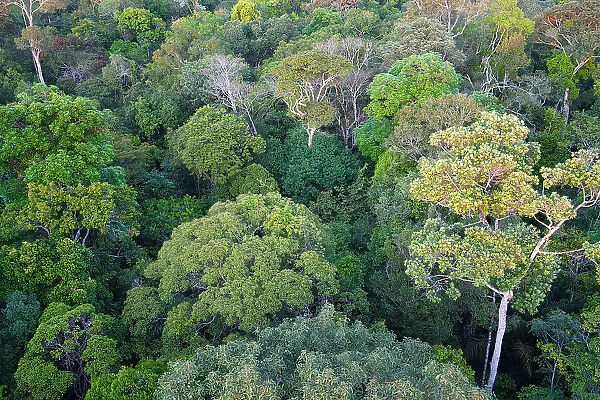 View over the canopy of the Adolpho Ducke Forest Reserve, Manaus, Amazonia State, Brazil, South America