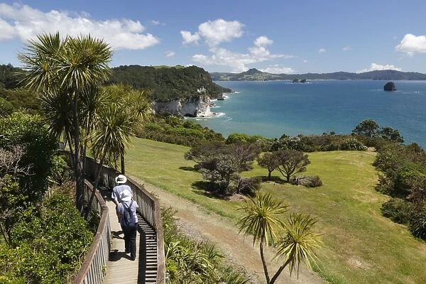 View along Cathedral Cove Recreational Reserve, Hahei, Coromandel Peninsula, Waikato, North Island, New Zealand, Pacific