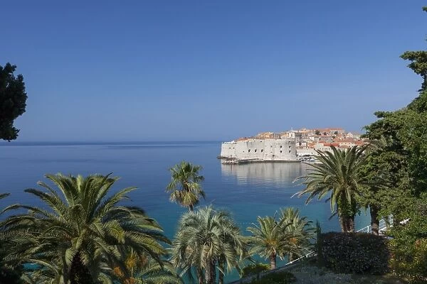 View of city across the sea and through palm trees, Dubrovnik, UNESCO World Heritage Site, Dalmatian Coast, Croatia, Europe