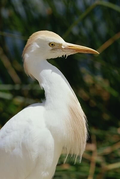 Side view and close-up of a white ibis bird