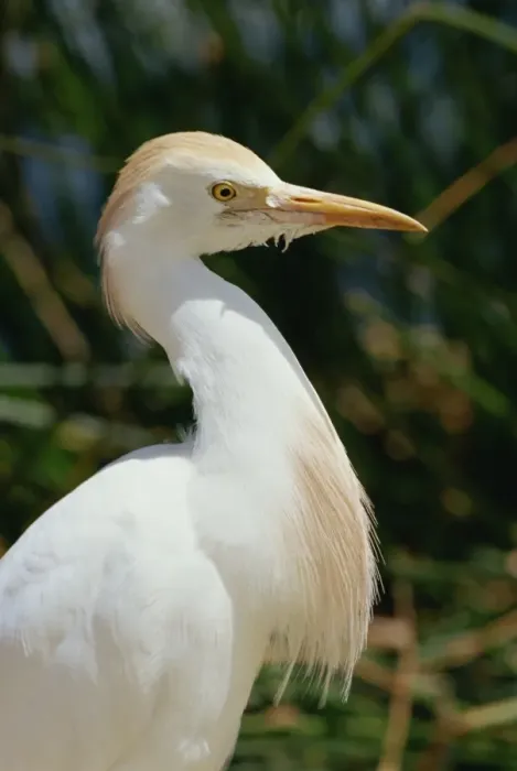 Framed Print : Side view and close-up of a white ibis bird Framed Print : Side view and close-up of a white ibis bird