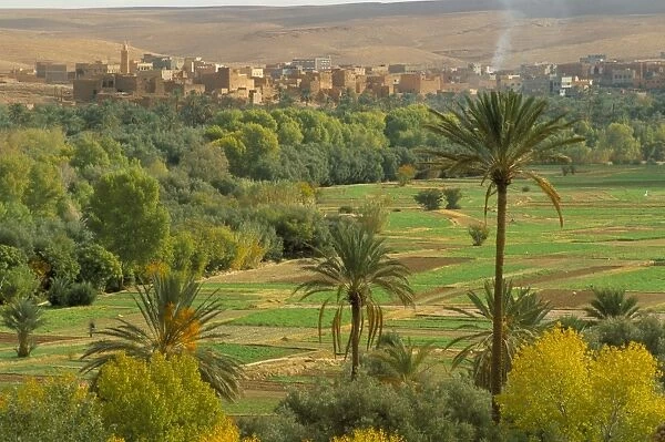View over cultivated fields and palms to oasis town of Tinerhir