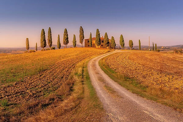 View of cypress trees in landscape near Pienza, Val d'Orcia, UNESCO World Heritage Site, Province of Siena, Tuscany, Italy, Europe