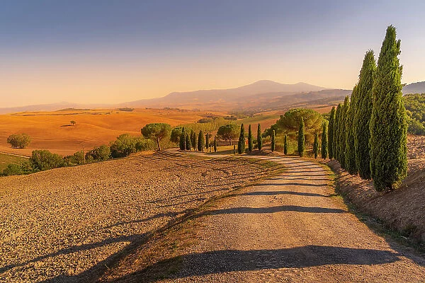 View of cypress trees and landscape in the Val d Orcia near San Quirico d'Orcia, UNESCO World Heritage Site, province of Siena, Tuscany, Italy, Europe