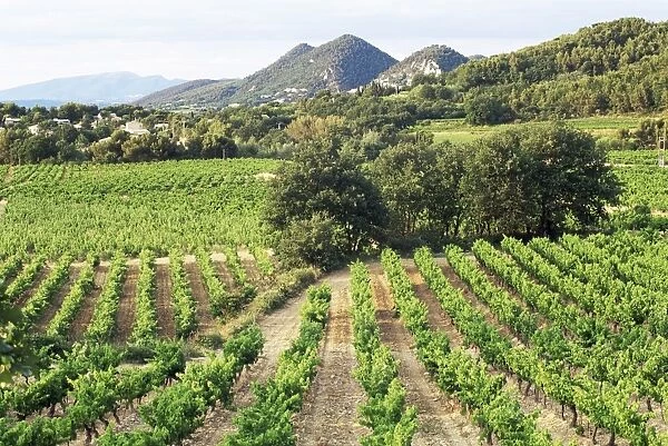 View to distant village across vineyards, Seguret, Vaucluse, Provence, France, Europe
