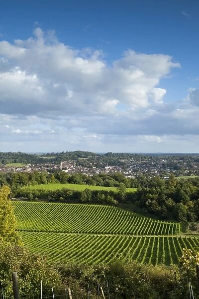 View of Dorking across Denbies Vineyard, Surrey Hills, Surrey, England