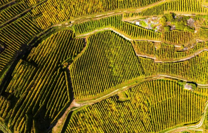 Framed Print : View by drone of top-down high angle view of vineyards, Valtellina, Lombardy, Italy Framed Print : View by drone of top-down high angle view of vineyards, Valtellina, Lombardy, Italy