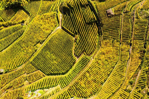 View by drone of top-down high angle view of vineyards, Valtellina, Lombardy, Italy