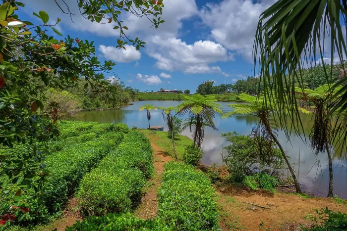 Framed Print : View of exterior of Bois Cheri Tea Estate, Savanne District, Mauritius, Indian Ocean, Africa