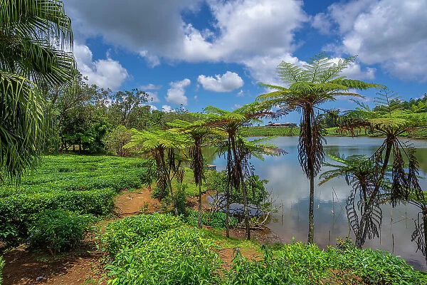 View of exterior of Bois Cheri Tea Estate, Savanne District, Mauritius, Indian Ocean, Africa