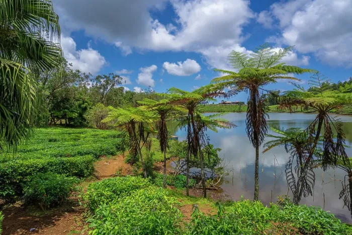 Framed Print : View of exterior of Bois Cheri Tea Estate, Savanne District, Mauritius, Indian Ocean, Africa Framed Print : View of exterior of Bois Cheri Tea Estate, Savanne District, Mauritius, Indian Ocean, Africa