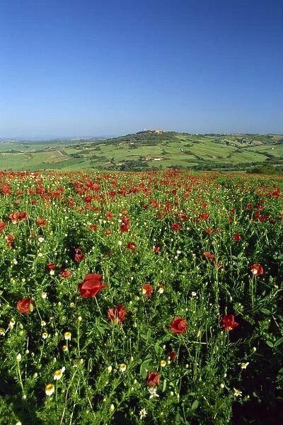 View across field of poppies to hilltop village above Val d Orcia