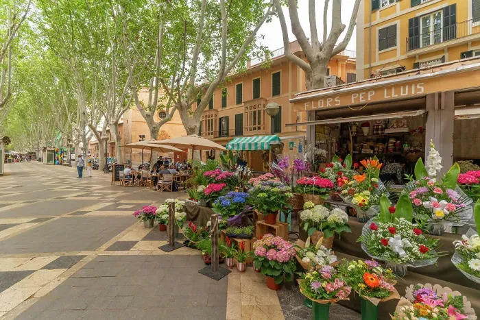 Framed Print : View of flower stall and cafe on tree lined La Rambla in Palma, Palma de Mallorca, Majorca, Balearic Islands, Spain, Mediterranean, Europe Framed Print : View of flower stall and cafe on tree lined La Rambla in Palma, Palma de Mallorca, Majorca, Balearic Islands, Spain, Mediterranean, Europe