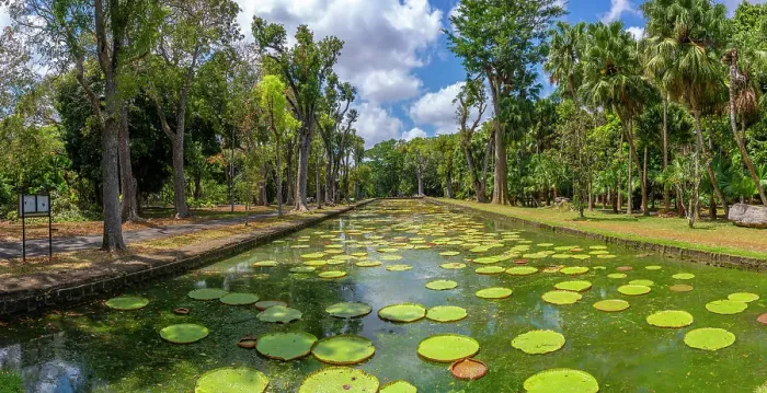 Framed Print : View of Giant Lilies Pond in Sir Seewoosagur Ramgoolam Botanical Garden, Mauritius, Indian Ocean, Africa Framed Print : View of Giant Lilies Pond in Sir Seewoosagur Ramgoolam Botanical Garden, Mauritius, Indian Ocean, Africa