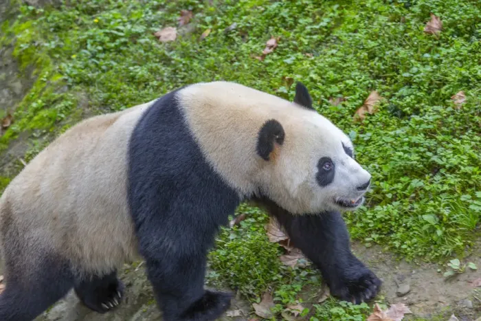 Framed Print : View of Giant Panda in the Dujiangyan Panda Base, Chengdu, Sichuan Province, People s Framed Print : View of Giant Panda in the Dujiangyan Panda Base, Chengdu, Sichuan Province, People s