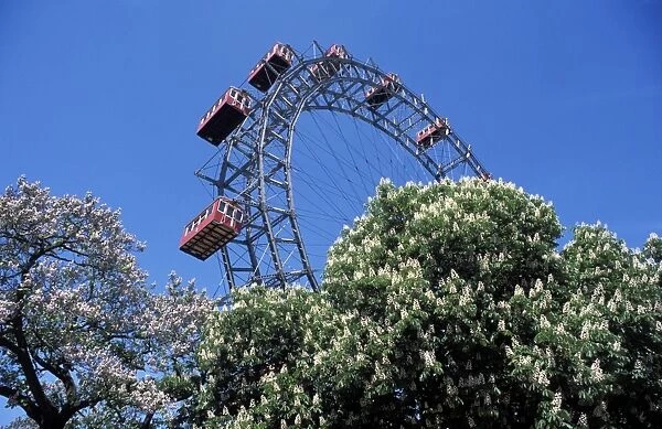 View of the giant Prater ferris wheel above chestnut trees in bloom, Prater entertainment park