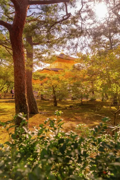 Framed Print : View of Golden Temple (Kinkaku-ji) (Temple of the Golden Pavilion), UNESCO, Kyoto, Honshu, Japan Framed Print : View of Golden Temple (Kinkaku-ji) (Temple of the Golden Pavilion), UNESCO, Kyoto, Honshu, Japan
