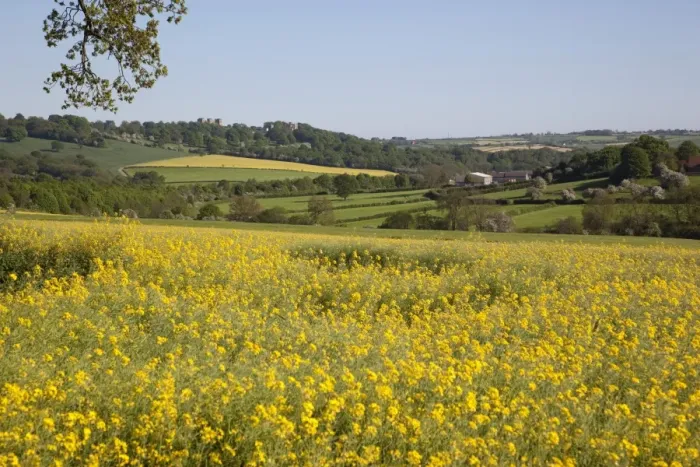 Framed Print : View of Hardwick Hall over rape fields, Derbyshire, England, United Kingdom, Europe Framed Print : View of Hardwick Hall over rape fields, Derbyshire, England, United Kingdom, Europe