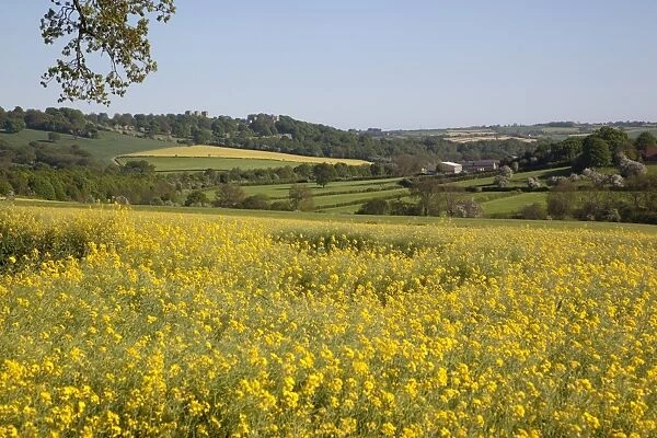 View of Hardwick Hall over rape fields, Derbyshire, England, United Kingdom, Europe