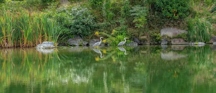 Framed Print : View of heron in Shoseien Garden in early Autumn, Shimogyo Ward, Higashitamamizucho, Kyoto, Honshu, Japan Framed Print : View of heron in Shoseien Garden in early Autumn, Shimogyo Ward, Higashitamamizucho, Kyoto, Honshu, Japan