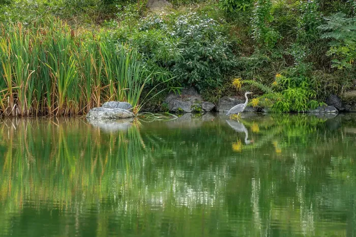 Framed Print : View of heron in Shoseien Garden in early Autumn, Shimogyo Ward, Higashitamamizucho, Kyoto, Honshu, Japan Framed Print : View of heron in Shoseien Garden in early Autumn, Shimogyo Ward, Higashitamamizucho, Kyoto, Honshu, Japan