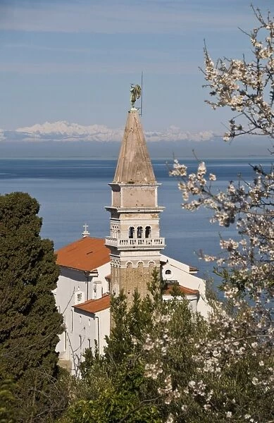 View from a hill overlooking the old town of Piran and St. George Church