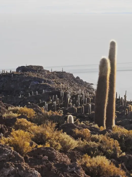 Framed Print : View of Incahuasi Island with its gigantic cacti, Salar de Uyuni, Daniel Campos Province Framed Print : View of Incahuasi Island with its gigantic cacti, Salar de Uyuni, Daniel Campos Province