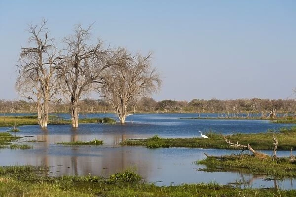 View of the Khwai River in the Okavango Delta, Botswana, Africa