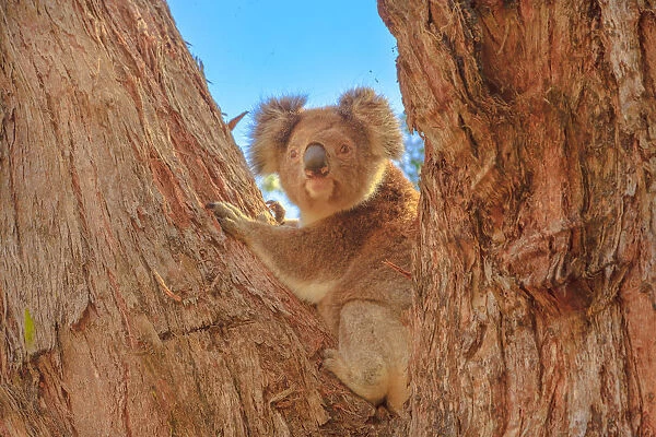 Front view of koala bear (Phascolarctos cinereus) standing on a large eucalyptus trunk in