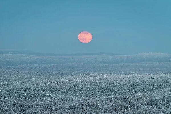 View from Kuntivaara Fell of full moon rising over the Taiga forests of Russia, Finland, Europe