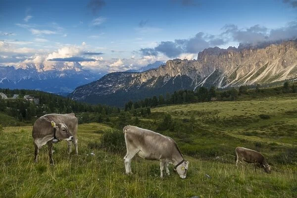 View of landscape and cattle from Marmolada Pass at sunset, South Tyrol, Italian Dolomites