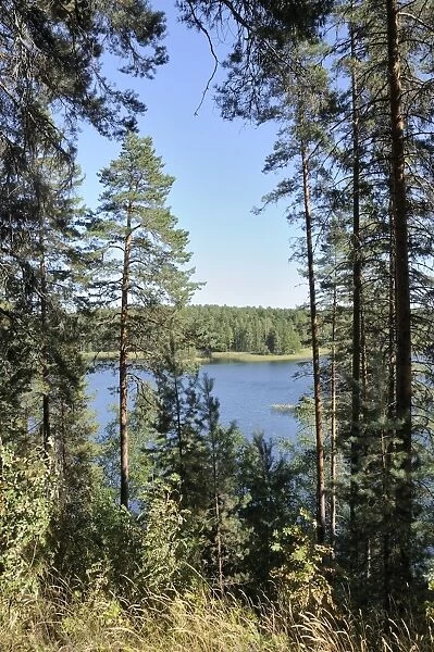 View of Laukanlahti, a branch of Lake Saimaa viewed through Scots pine trees (Pinus sylvestris), Punkaharju, Finland, Scandinavia, Europe