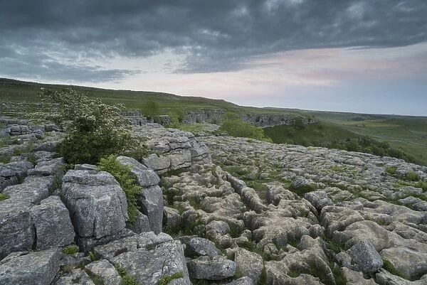 View of limestone pavement, Malham Cove, Malham, Yorkshire Dales National Park, North Yorkshire