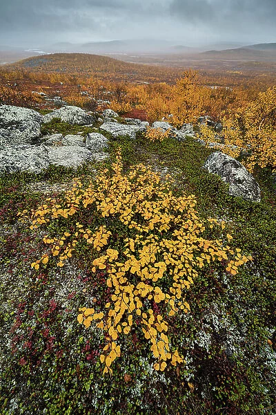 View looking towards Tarvantovaara Wilderness Area with silver birch in autumn colour, Finland, Europe
