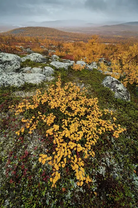 Framed Print : View looking towards Tarvantovaara Wilderness Area with silver birch in autumn colour, Finland, Europe Framed Print : View looking towards Tarvantovaara Wilderness Area with silver birch in autumn colour, Finland, Europe